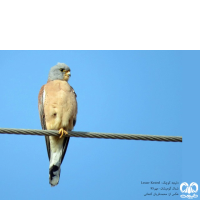 دلیجه کوچک Lesser Kestrel